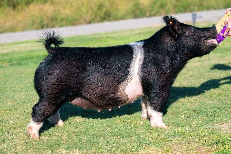 23-10  Crossbred  Bred Female