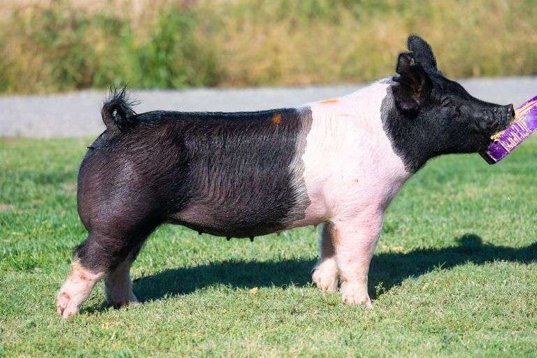 15-6  Crossbred  Bred Female