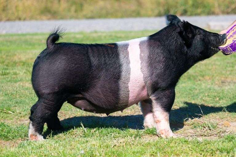 21-4  Crossbred  Bred Female