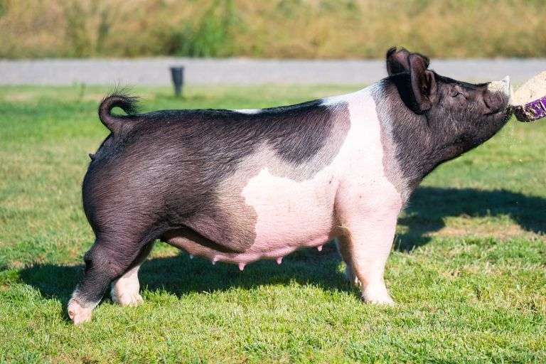 27-11  Crossbred  Bred Female