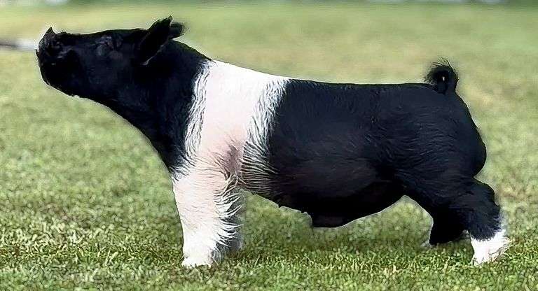 2 Straws Frozen Semen CLASSIFIED