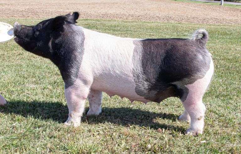 33-7 BRED SOW