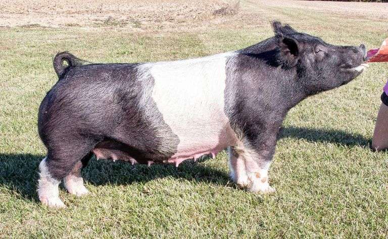16-13 BRED SOW