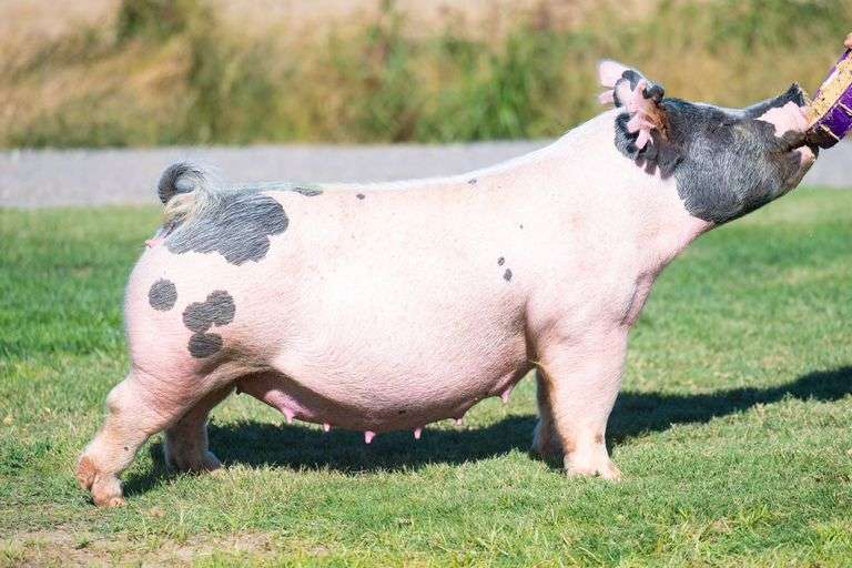 53-6  Crossbred  Bred Female