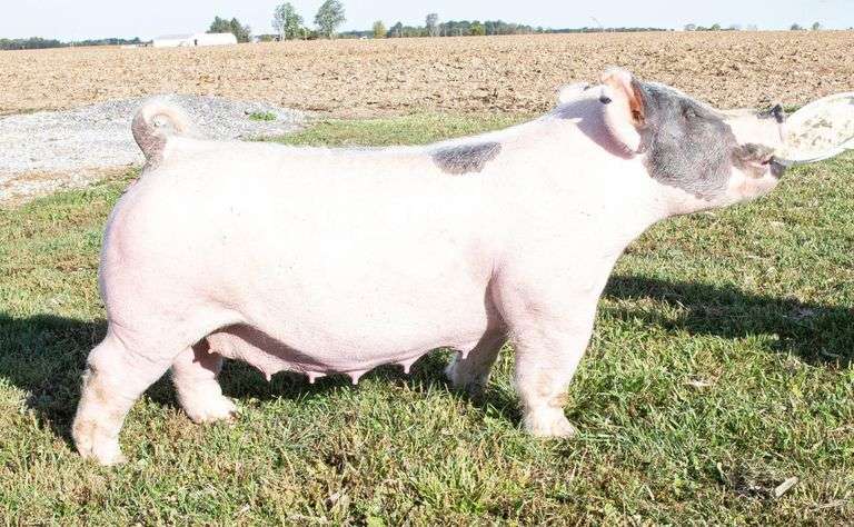 206-7 BRED SOW