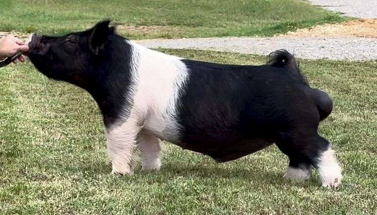 2 Straws Frozen Semen OFF THE DECK