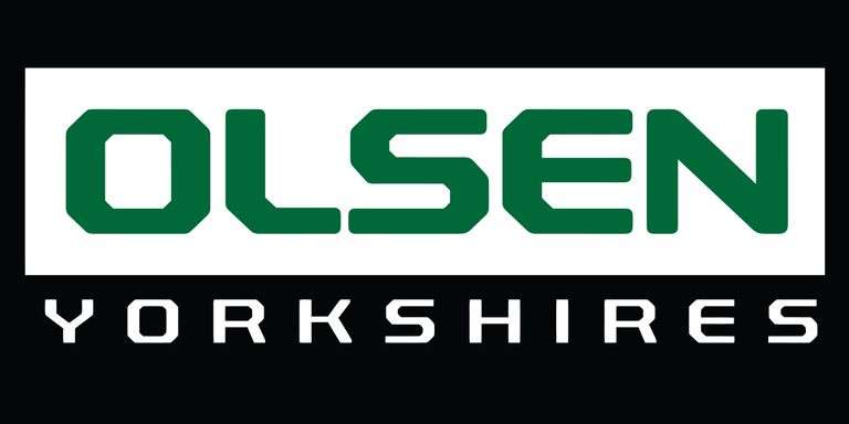 Olsen Yorkshires Bred Females