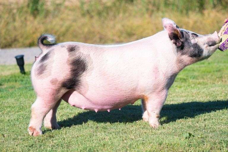 56-4  Crossbred  Bred Female