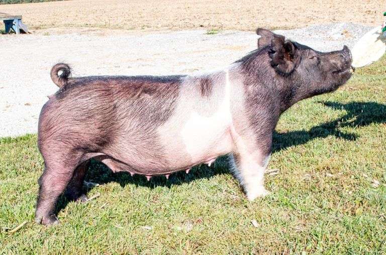112-3 BRED SOW