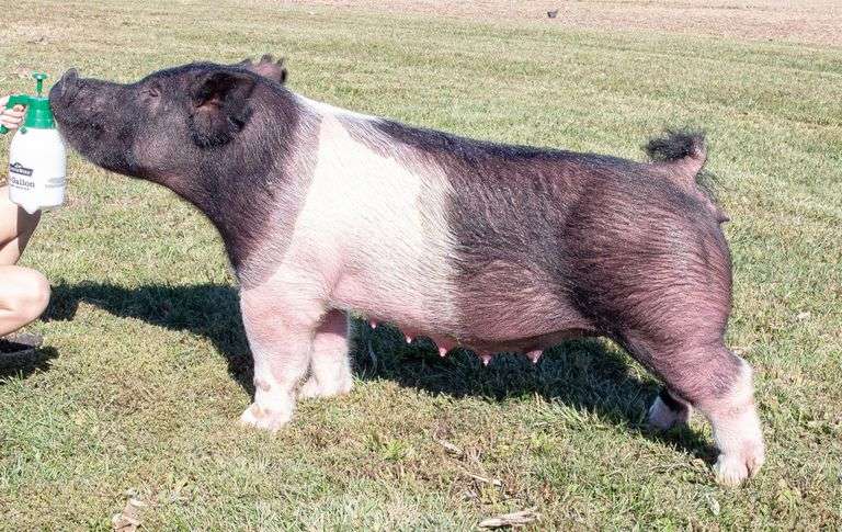 47-1 BRED SOW