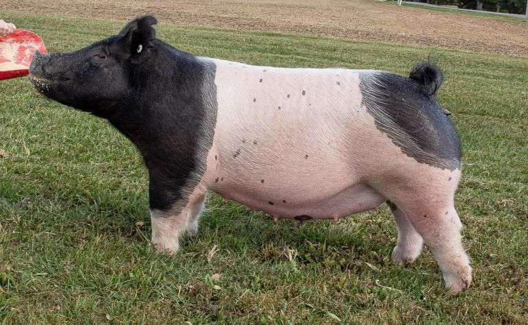 217-5 BRED GILT