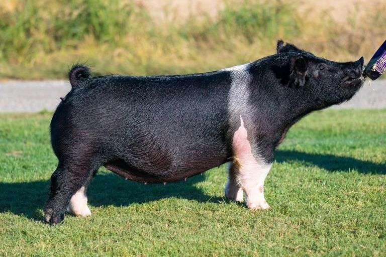 23-11  Crossbred  Bred Female