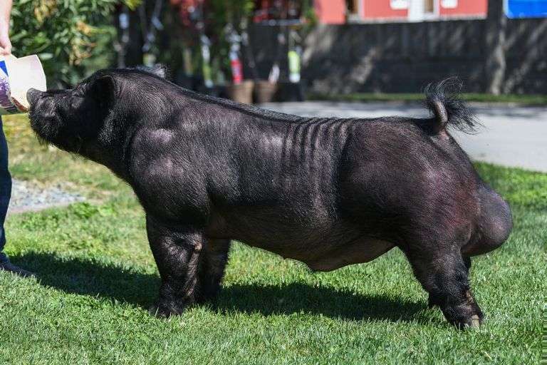 Legend Clone Frozen Semen Pack