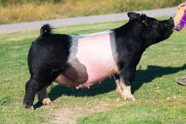 24-5  Crossbred  Bred Female