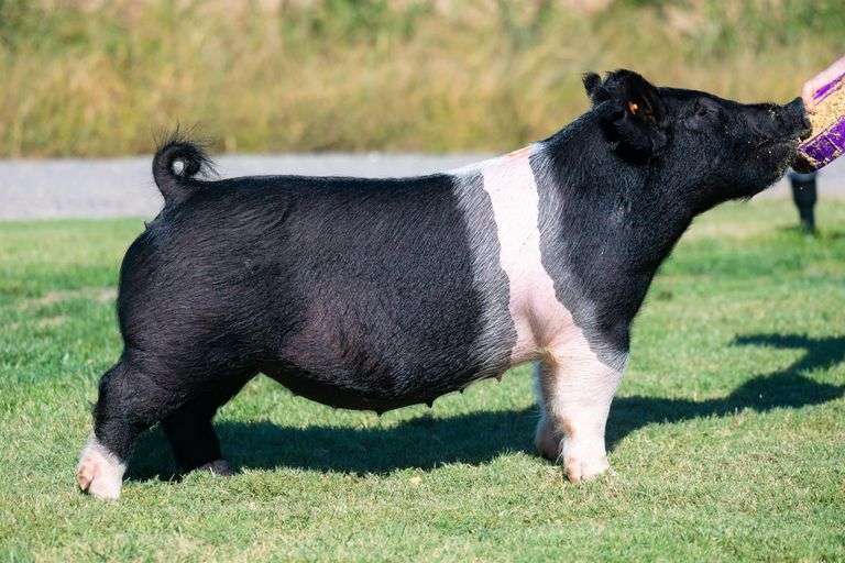 Lot JB 185-10  Crossbred  Bred Female