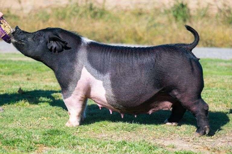 204-5  Crossbred  Bred Female