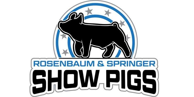 Rosenbaum & Springer Show Pigs Elite Bred Female Sale