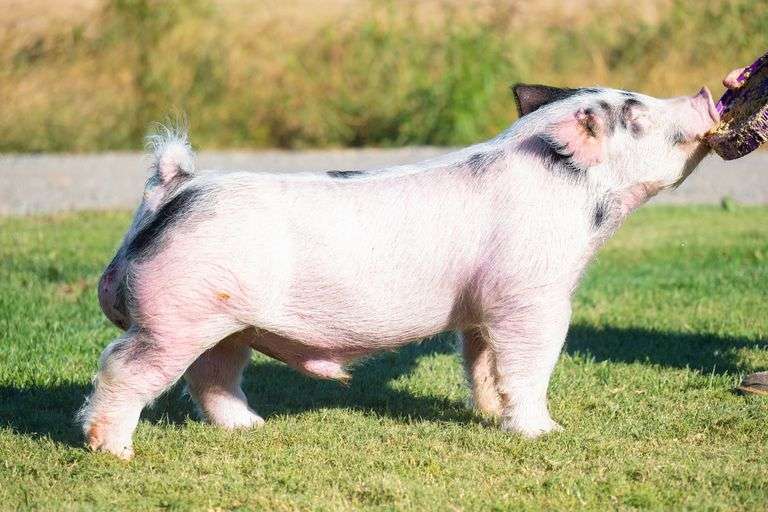 Lot 39 2 straws frozen DL 61