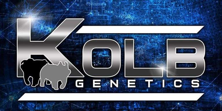 Kolb Genetics Bred Females