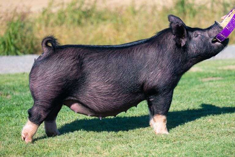 22-4  Crossbred  Bred Female