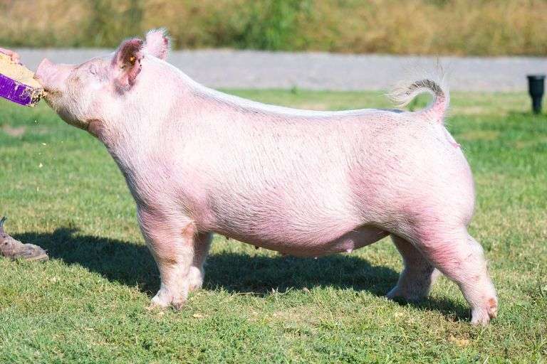 109-7  Crossbred  Bred Female