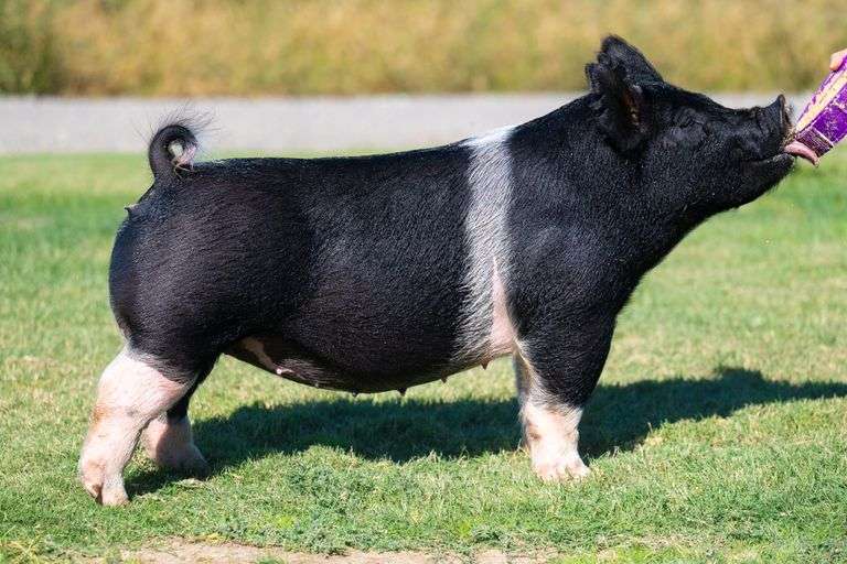 150-7  Crossbred  Bred Female