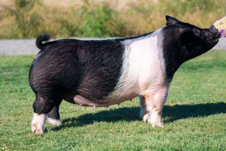 1-7  Crossbred  Bred Female