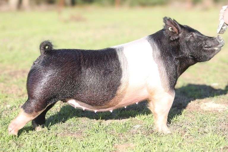 25-8 Crossbred Open Female - The Wendt Group Inc