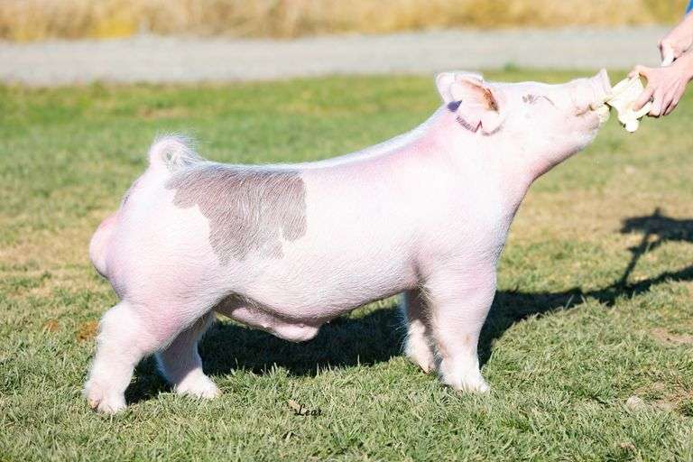 20-3  Crossbred  Bred Female