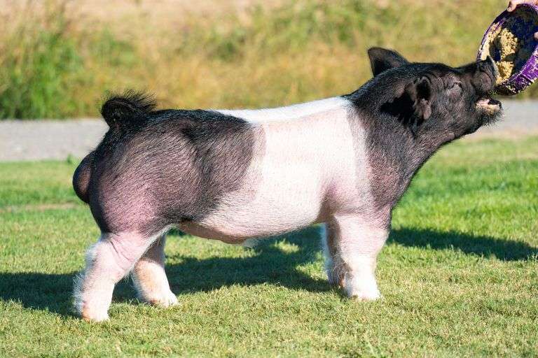 68-9  Crossbred  Bred Female