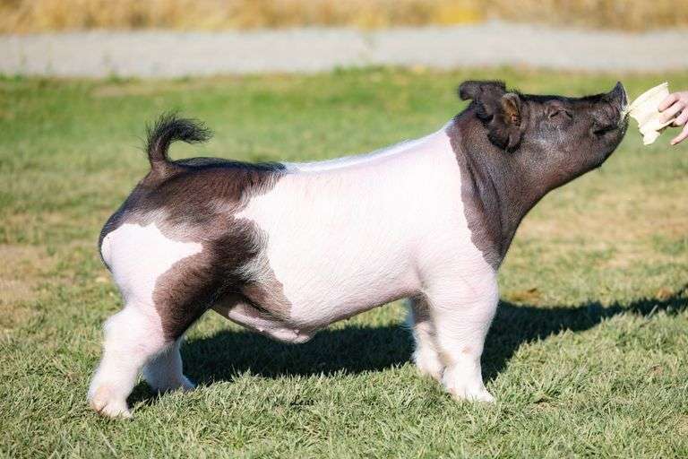 Lot 42 2 straws frozen DL 112-4