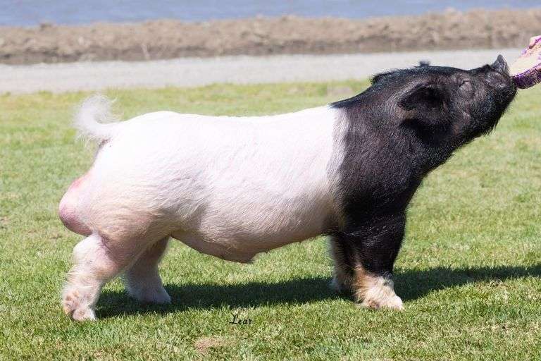 Lot 37 2 straws frozen Different League