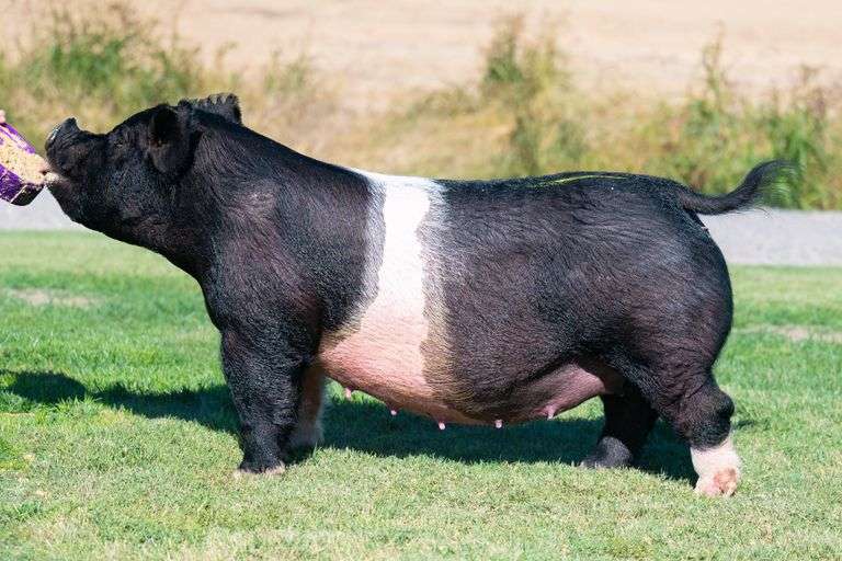 153-9  Crossbred  Bred Female