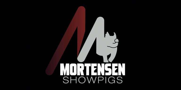 Mortensen Showpigs