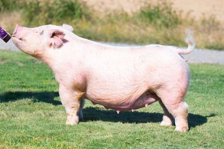 232-5  Crossbred  Bred Female