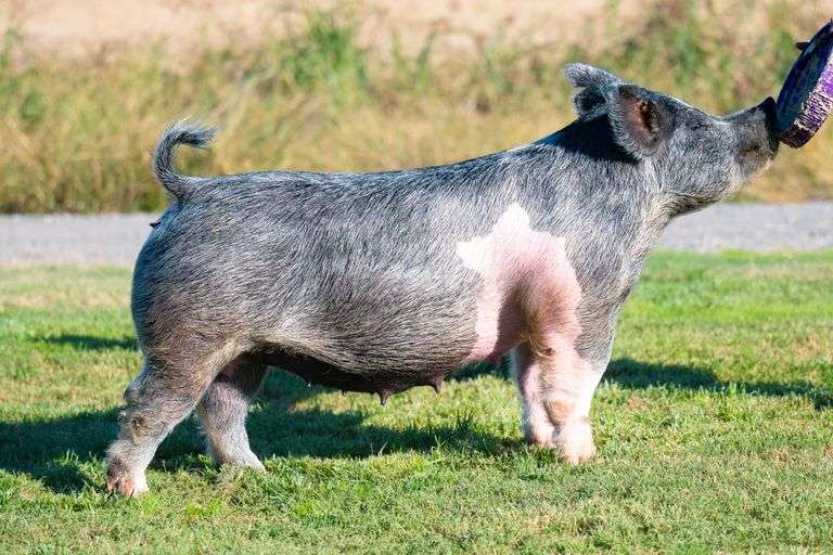 135-5  Crossbred  Bred Female