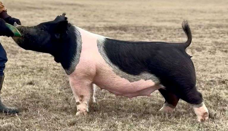 399-7  Crossbred  Bred Gilt
