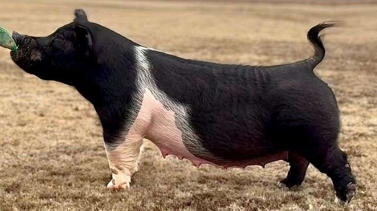 278-4  Crossbred  Bred Female