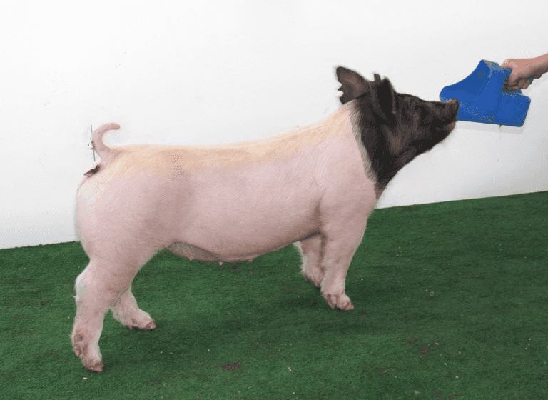 Land of Promise Show Pigs - The Wendt Group Inc.