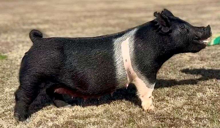 380-2  Crossbred  Bred Female