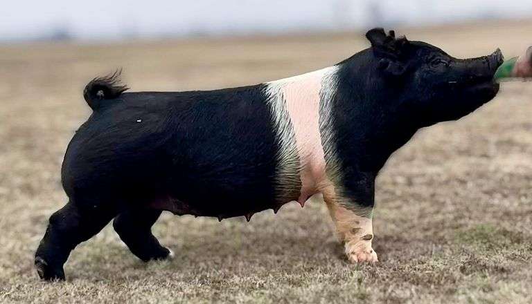 356-9  Crossbred  Open Female