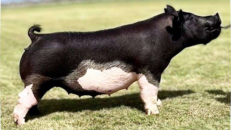 313-5 (Impact)  Crossbred  Open Female