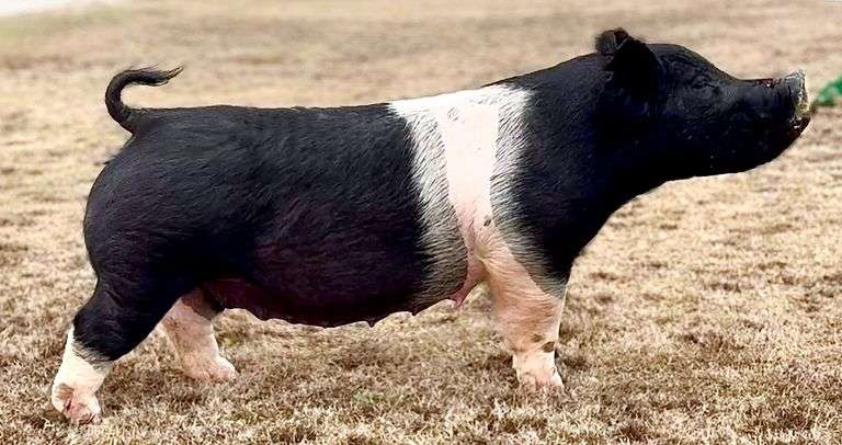 417-7  Crossbred  Bred Female