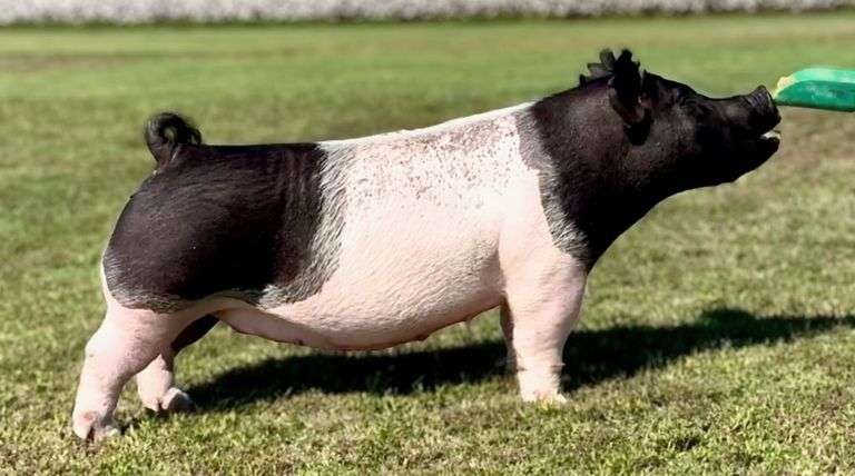 369-3  Crossbred  Bred Female