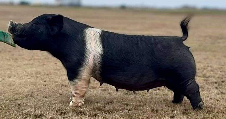 263-1  Crossbred  Bred Female