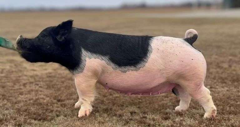 295-2  Crossbred  Bred Sow