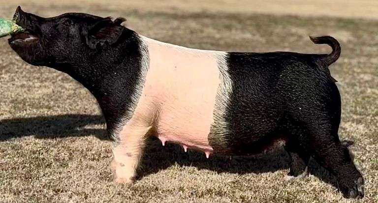 341-11  Crossbred  Bred Female