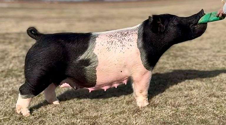 313-5 (Back Drop)  Crossbred  Open Female