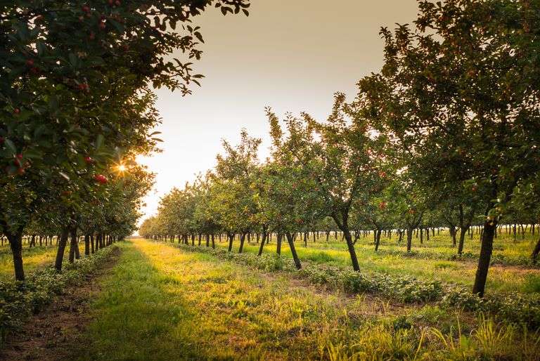 NORTHERN OHIO LAND AUCTION - 44.4± ACRES IN 3 TRACTS