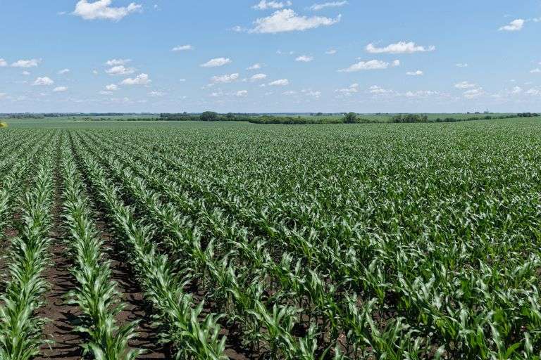 Close-up view of healthy young corn rows stretching across 118.86 acres of farmland for sale in Floyd County, Iowa, under a bright blue sky.